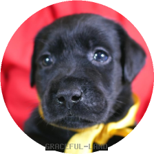 英国ラブラドールの子犬